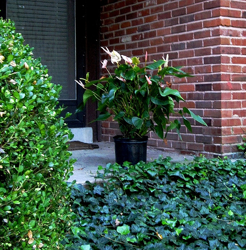 Alternative Ground Coverings In Low-Maintenance Backyards