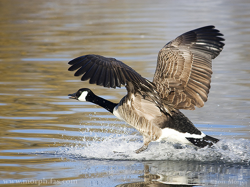 Canada Goose Canada Goose