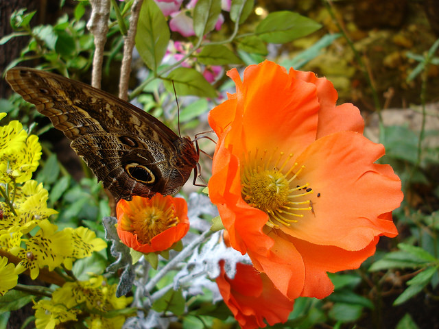 Tropicalia butterfly and flower