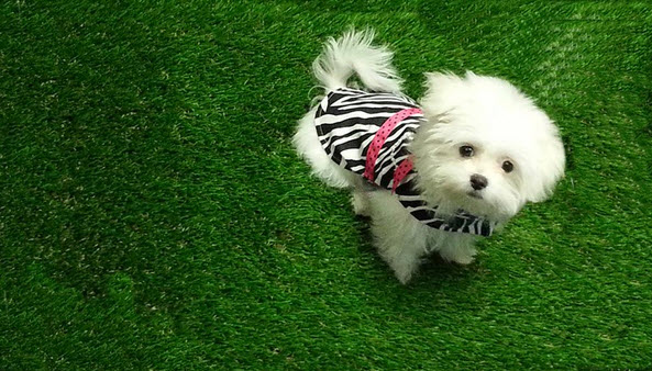 pet friendly artificial turf