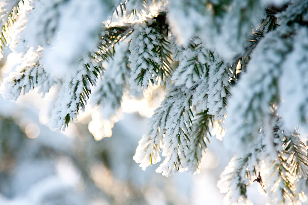 Winter Tree Maintenance 101