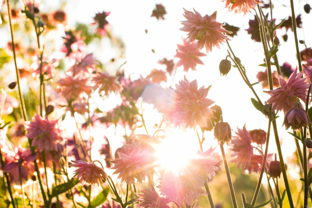 Gardens and Gardening Tips For Late Summer, Early Fall