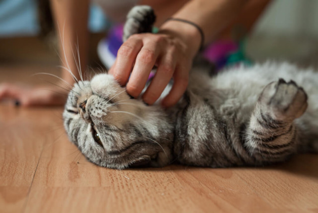 cat on hardwood floor