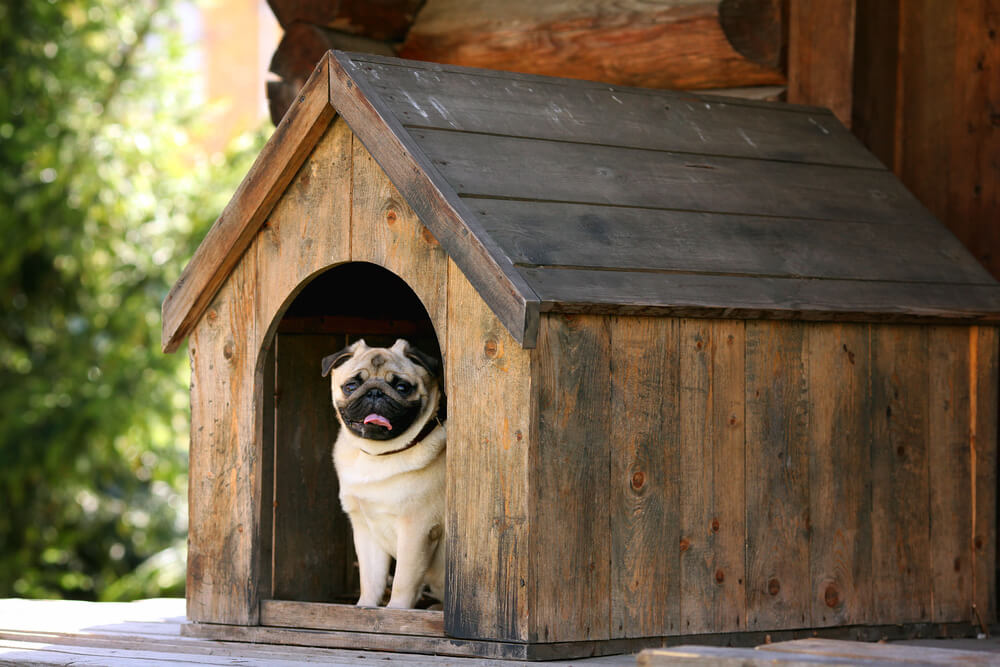 dog kennels built off the ground