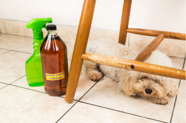 how to stop a dog from chewing furniture